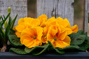 Blooming yellow primrose flower in the spring garden