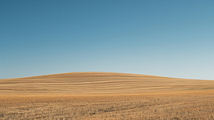 Fototapeta premium Serene Golden Wheat Field Under a Clear Blue Sky, Gentle Summer Wind