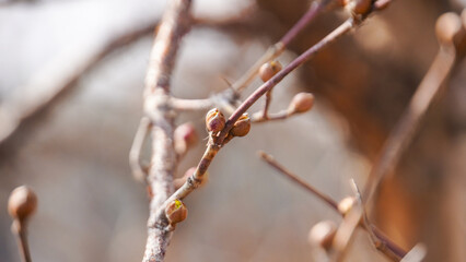 A macro view of delicate, round tree buds on a thin branch, heralding the arrival of the spring season and new growth
