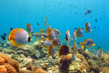 Tropical colorful reef seascape with fish and corals. Underwater photography from snorkeling on the...