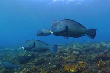 School of Humphead wrasse swimming in the tropical sea. Seascape with fish, underwater photography. Scuba diving with marine animals. Ocean wildlife and coral reef.