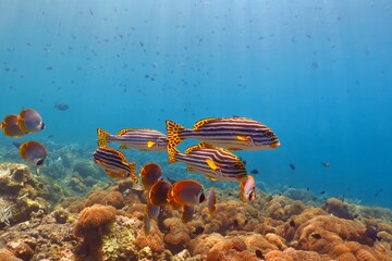 Tropical reef in the shallow sea with sun rays and fish (Oriental sweetlip). Corals, blue ocean and school of fish. Underwater photo, snorkeling on the coral reef. Colorful marine wildlife.