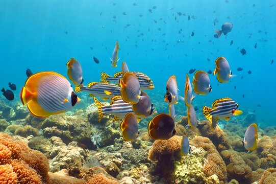 Tropical colorful reef seascape with fish and corals. Underwater photography from snorkeling on the reef. Tropical fish - Oriental Sweetlips and Butterflyfish in the azure water.