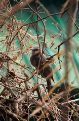 A small brown bird finds refuge, perfectly camouflaged among the tangled dry branches of a winter bush in a quiet forest