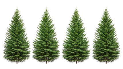 Five Lush Green Evergreen Trees on Transparent Background