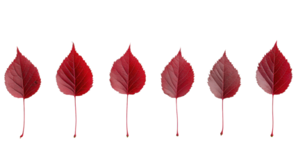 Seven Dark Red Autumn Leaves on Transparent Background