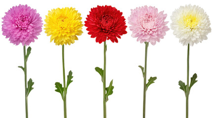 Five Colorful Chrysanthemum Flowers on Transparent Background