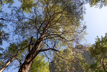 Fototapeta premium Samaria Gorge Landscape