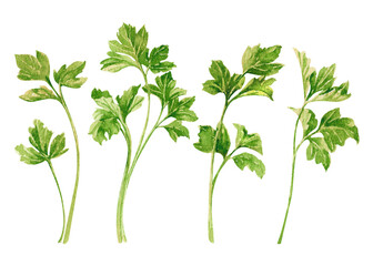 Fresh green sprigs of parsley watercolor hand drawn illustration isolated on white background