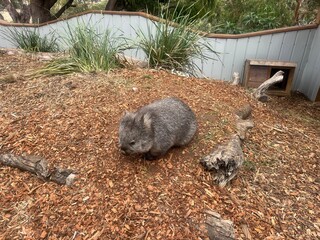 Wombat in Tasmania, Australia