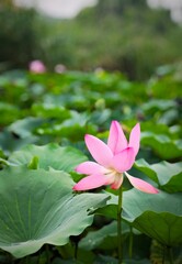 lotus