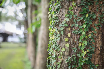 Tree trunk covered with green creeping vines, with a blurred background of trees and greenery in a peaceful forest...
