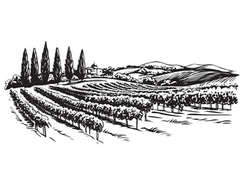 Hand drawn vineyard landscape on white