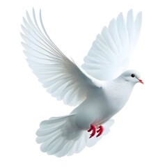 Obraz premium A white dove flying isolated on white background