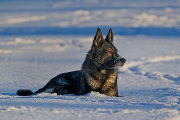 Beautiful DDR German Shepherd dogs play in a fairytale snowy landscape on a farm in Skaraborg Sweden on a sunny winter day in December just before Christmas.