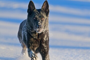Beautiful DDR German Shepherd dogs play in a fairytale snowy landscape on a farm in Skaraborg Sweden on a sunny winter day in December just before Christmas.