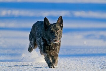 Beautiful DDR German Shepherd dogs play in a fairytale snowy landscape on a farm in Skaraborg...