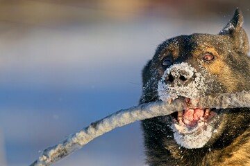 Beautiful DDR German Shepherd dogs play in a fairytale snowy landscape on a farm in Skaraborg...