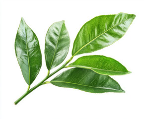 Obraz premium lime leaf isolated
