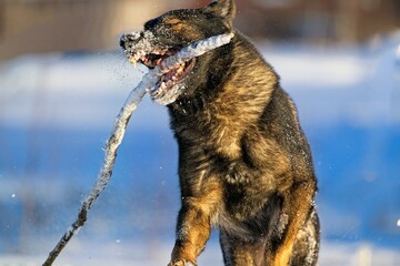 Beautiful DDR German Shepherd dogs play in a fairytale snowy landscape on a farm in Skaraborg...
