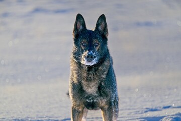 Beautiful DDR German Shepherd dogs play in a fairytale snowy landscape on a farm in Skaraborg...