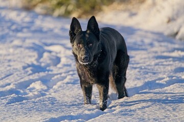 Naklejka premium Beautiful DDR German Shepherd dogs play in a fairytale snowy landscape on a farm in Skaraborg Sweden on a sunny winter day in December just before Christmas.
