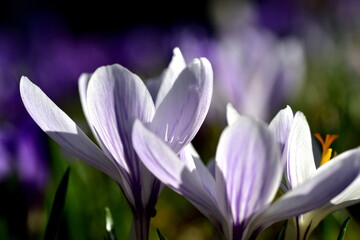 Violette Krokusblüten im Frühling
