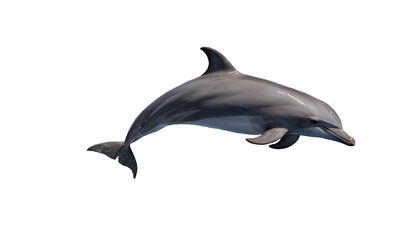 Photo of dolphin isolated on transparent background.png