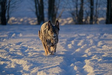 Beautiful DDR German Shepherd dogs play in a fairytale snowy landscape on a farm in Skaraborg...