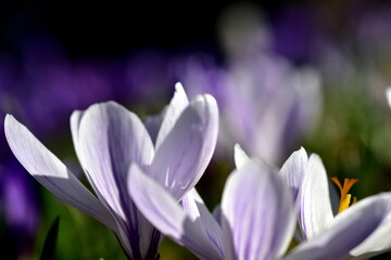 Violette Krokusblüten im Frühling