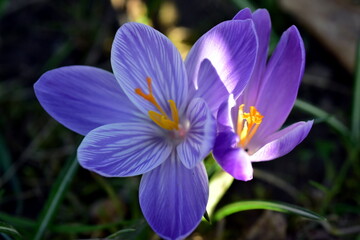 Violette Krokusbl&uuml;ten im Fr&uuml;hling