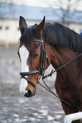 Fototapeta premium portrait of a horse