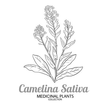 Camelina Sativa Plant with Flowers and Leaves Outline Illustration. Essential oil ingredient for cosmetics, aromatherapy, health care, alternative medicine. Vector isolated for design or decoration.