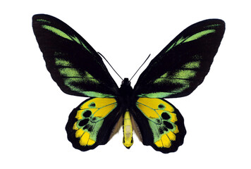 Ornithoptera rothschildi, also known as Rothschild's birdwing, displays its striking black and yellow wings. This butterfly is native to Papua New Guinea and is admired for its vivid patterns.