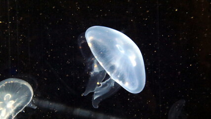 una medusa all'acquario di valencia © Patrizia