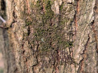 Dilated Scalewort (Frullania dilatata) liverwort on a tree trunk