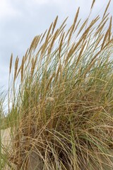 Fototapeta premium Beautiful landscape of Curonian Spit sand dunes by Baltic Sea Curonian Lagoon, which is inscribed on the UNESCO World Heritage List. Sand buried villages, Lithuania