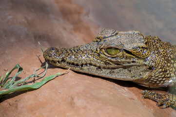 Close up of a young Nile crocodile lying partially submerged in the water with its head on a rock