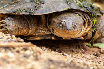 Tortoise moving slowly forward while staring at the camera