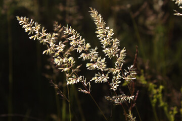 tender fluffy ears of wild fragile grass in the backlight of the sun,