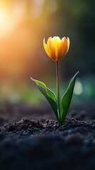 Obraz premium A small yellow flower is growing in the dirt