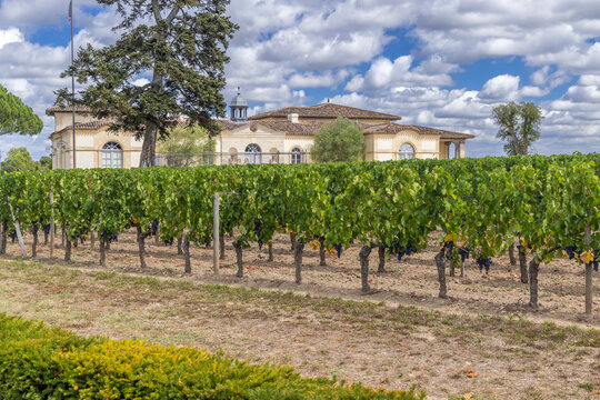 Typical vineyards near Chateau Petrus, Pomerol, Aquitaine, France