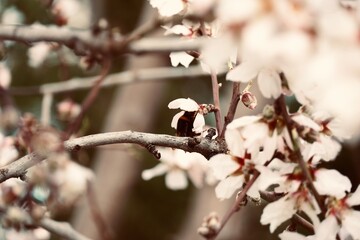 Close-Up of Almond Blossom Flowers in Full Bloom.                               
