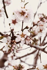 Close-Up of Almond Blossom Flowers in Full Bloom.                               