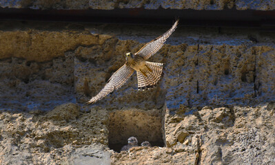 A female falcon raises her fluffy little falcons in a square niche of an ancient temple. A swift predator flew out of the nest to hunt. Sharp eyes track its prey. The Mediterranean coast.