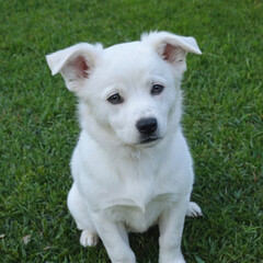 Obraz premium pure white puppy dog with floppy ears sits alertly in green grass, looking directly at camera with curiousity