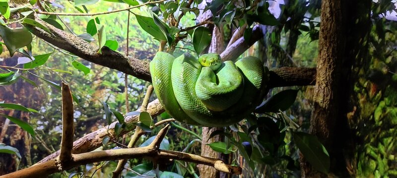 green tree python