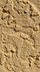 Rough textured sandstone with visible mineral particles, fossil, texture