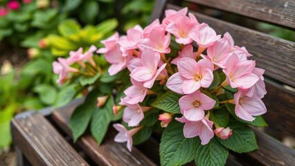 Pastel pink semperflorens begonia flowers on a wooden bench, semperflorens begonia, botanical gardens, garden decor