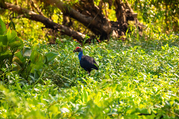 Bird in natural habitat in Asia among green nature